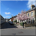 A magnolia in Milford Street