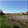 Bulrush Pond, Thingwall