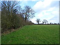 Grazing beside woodland, Browns Brook