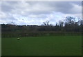 Grazing, Yorton Heath