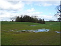 Crop field towards Copse, Alkington