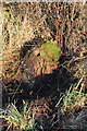 Old Milestone by the A6, near Aikbank Common, Hesket parish