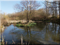 Pond in Waterlea Meadow