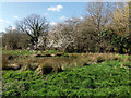 Small pond in Waterlea Meadow