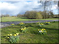 Daffodils in Shipbourne