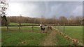 Horse at West Green Farm