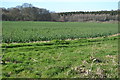 View across field from Ram Alley