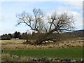 NJ6201 : Wind-felled Willow by Beltie Burn by Stanley Howe