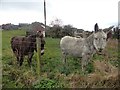 NZ1554 : Donkeys at Dipton by Robert Graham