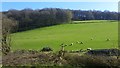 SO6715 : Sheep pasture and Welshbury Wood by Jonathan Billinger