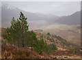 NH1119 : Scots pine above Athnamulloch by Craig Wallace