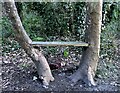 Seat between tree trunks, Broomgrove Wildlife Site