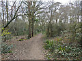 Woodland path, Broadfield Park