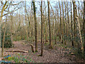 Swampy woodland, Broadfield Park