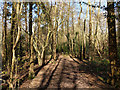 Woodland path, Broadfield Park