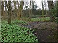 Former quarry at Cardross