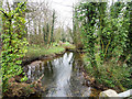 Looking down River Wissey from B1108