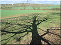 Tree shadow near to Nazeing Gate