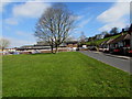 Deciduous trees on a green, Abertridwr