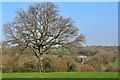 Tree on Bemzells Lane