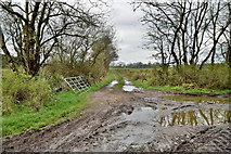 H5371 : A muddy lane, Bancran by Kenneth  Allen