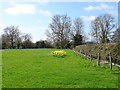 SO4882 : Grazing and hedgerow near Culmington by JThomas