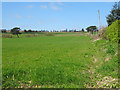 Crop field and hedgerow, Pedlar