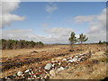 NH6536 : Cleared woodland between Essich and Bunachton by Douglas Nelson