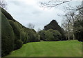 Cloud pruned yew hedge, Doddington Place Gardens