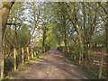 Tree Lined Track to Thorndon Hall, Brentwood