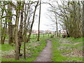 Path Through Woodland at Clifton Moss