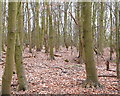 Woodland on the Salford Trail at Linnyshaw Moss