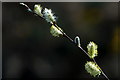 Willow (Salix sp.) catkins, Ullapool