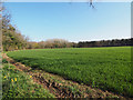 Winter cereal crop