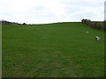 Sheep pasture near Whtcott Keysett