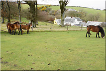 SS7649 : Exmoor ponies by Kipscombe Farm by Bill Boaden