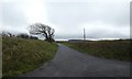 Straight road, high bank and windswept tree, Harris Cross