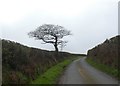 Windswept tree near Burford