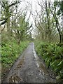 SS2323 : Muddy track between Lymebridge and Speke's Mill Mouth by David Smith