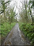 SS2323 : Muddy track between Lymebridge and Speke's Mill Mouth by David Smith