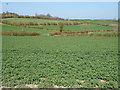 Crop field, Newtown