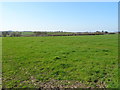 Grazing near Park Farm