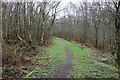 Path in Kirk Plantation, Muirkirk