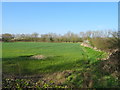 Crop field and hedgerow