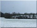 Grazing, Llanddewi Skirrid