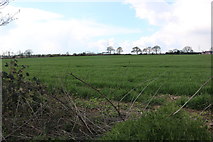 TL0915 : Field by Watery Lane near Kinsbourne Green by David Howard