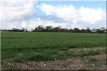 TL0915 : Field by Watery Lane near Kinsbourne Green by David Howard