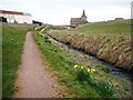 Daffodils beside the burn