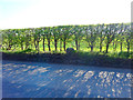 Hedgerow beside road near Yewtree Cottage