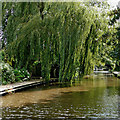 Weeping willow near Trentham in Stoke-on-Trent